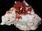 Red Vanadinite Crystal Cluster - Morocco #38526-1
